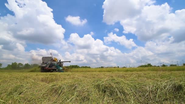 Сбор комбайнов для сбора риса в поле недалеко от Бангкока, Таиланд — стоковое видео