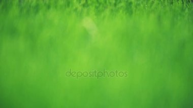 Bahar mevsimi bulanık çimen çiy ile damla. 