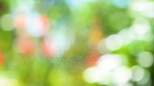 Defocused abstract nature background with green leaves and bokeh lights — Stock Video