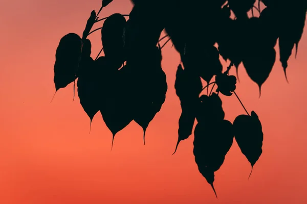 Siluett av löv i solnedgången. — Stockfoto