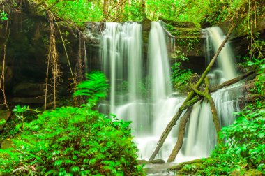 tropikal ormanda güzel şelale.