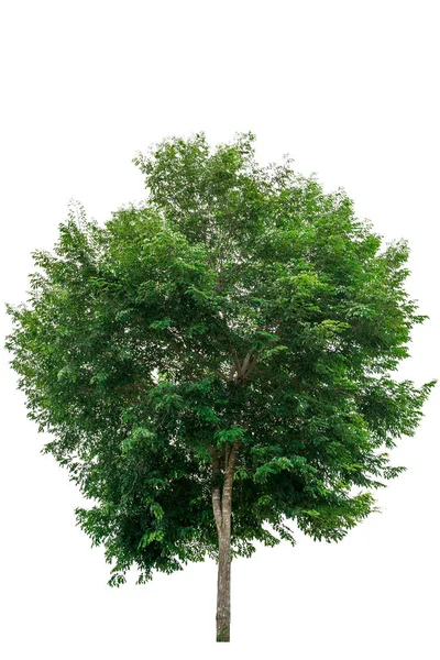 Groene boom geïsoleerd — Stockfoto