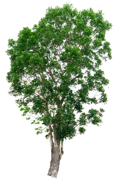 Árbol verde aislado —  Fotos de Stock