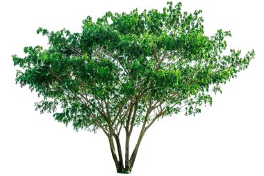 Yeşil ağaç izole .