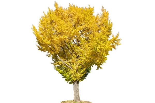 İzole Ginkgo ağacının sarı renk.