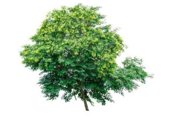 Grüner Baum isoliert auf weißem Hintergrund. — Stockfoto