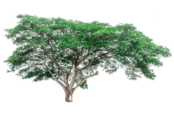 Árbol verde aislado sobre fondo blanco. — Foto de Stock