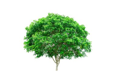 beyaz arkaplanda izole edilmiş yeşil ağaç.