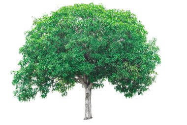 beyaz arkaplanda izole edilmiş yeşil ağaç.