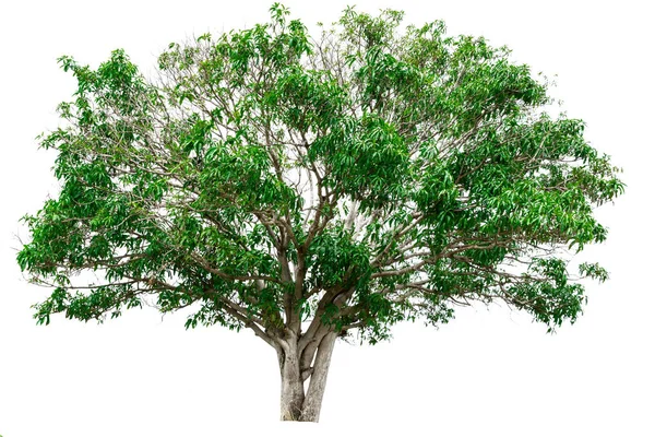 Зеленое дерево на белом фоне. — стоковое фото