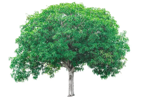 beyaz arkaplanda izole edilmiş yeşil ağaç.