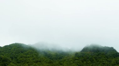 Sis ve tropikal yağmur ormanları arasında sis. 