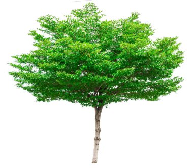 Yeşil ağaç (Terminalia izole)