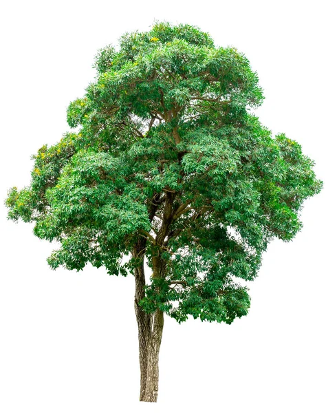 Zielone drzewo na białym tle — Zdjęcie stockowe