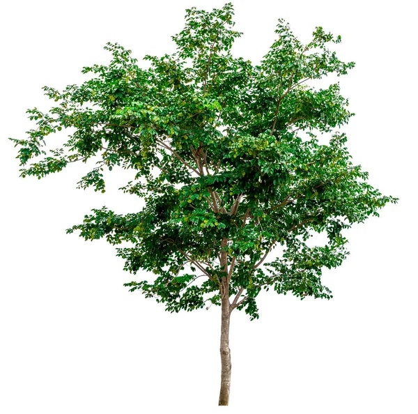 Albero verde isolato — Foto Stock