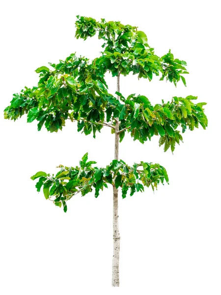 Grüner Baum isoliert — Stockfoto