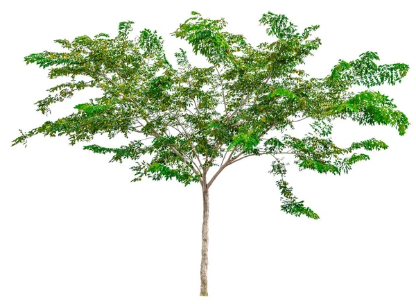 Grüner Baum isoliert — Stockfoto