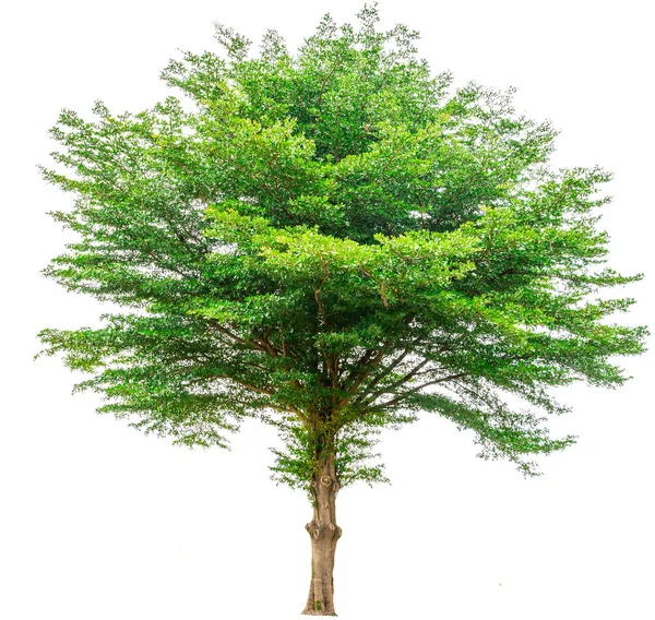 Árvore verde isolada (Terminalia ) — Fotografia de Stock