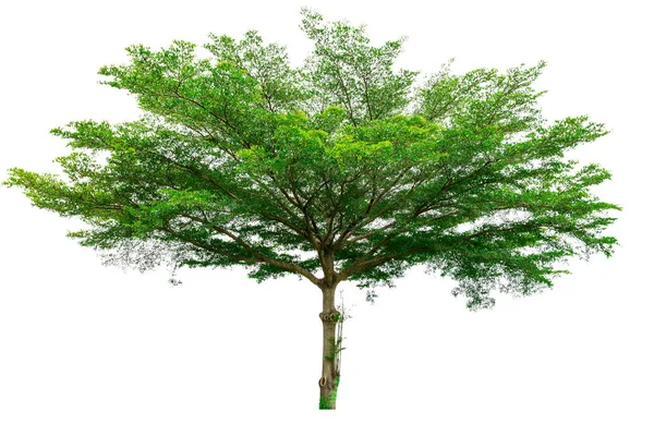 Zielone drzewo na białym tle (Terminalia) — Zdjęcie stockowe