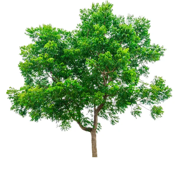 Albero verde isolato — Foto Stock