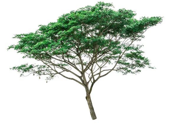 Зелене дерево, ізольовані — стокове фото