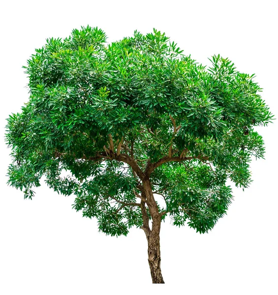 Green tree isolated — Stock Photo, Image