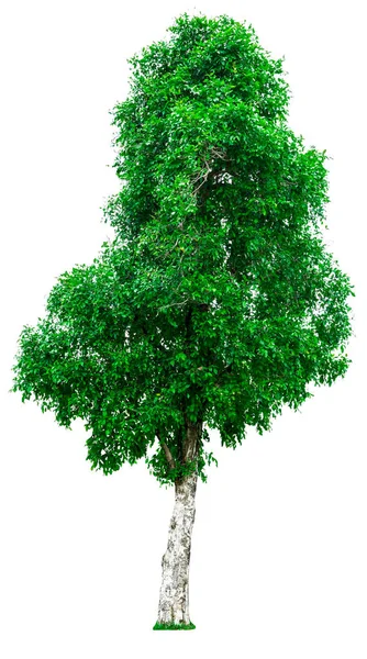 Πράσινο δέντρο απομονωθεί — Φωτογραφία Αρχείου