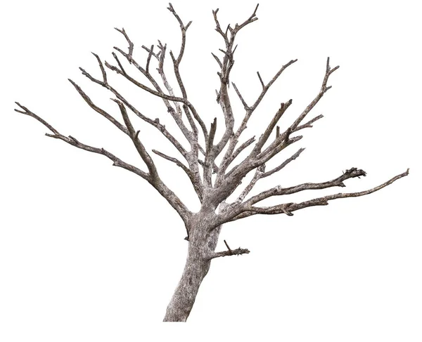 Мертвое дерево изолировано Лицензионные Стоковые Изображения