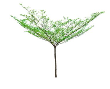beyaz arkaplanda izole edilmiş yeşil ağaç.