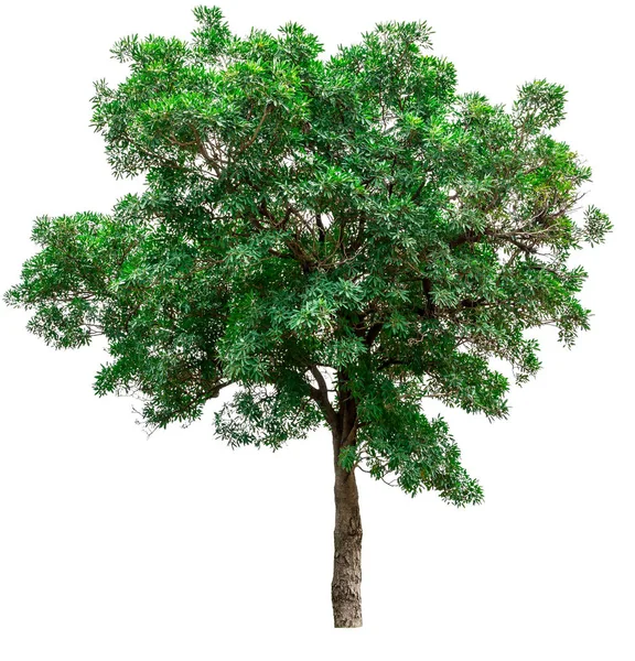 Árvore verde isolado no fundo branco. — Fotografia de Stock