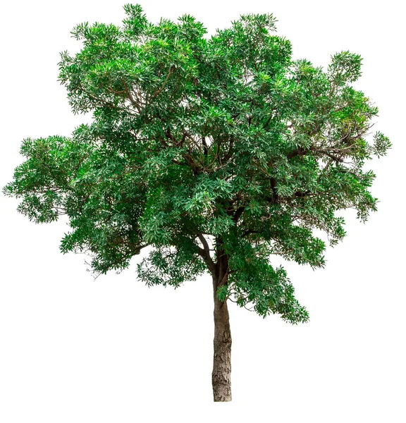 Albero verde isolato su sfondo bianco. — Foto Stock