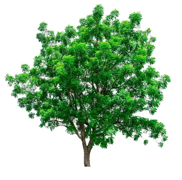 Πράσινο δέντρο απομονωμένο σε λευκό φόντο. — Φωτογραφία Αρχείου
