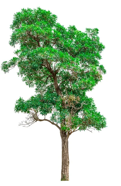 Zielone drzewo izolowane na białym tle. — Zdjęcie stockowe