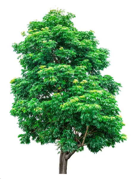 Green tree isolated on white background. — Stock Photo, Image