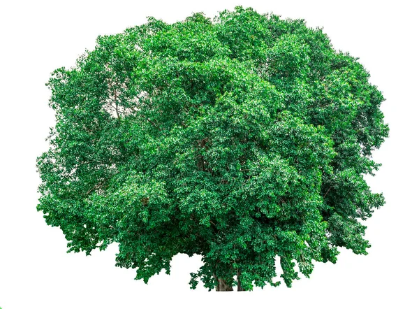 Arbre vert isolé sur fond blanc. Image En Vente