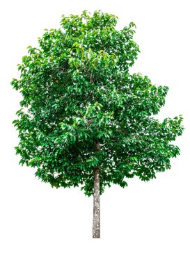 beyaz arkaplanda izole edilmiş yeşil ağaç.