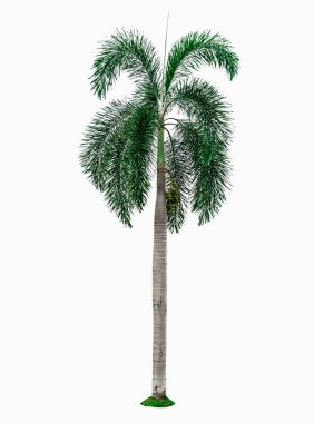 Beyaz arkaplanda izole edilmiş palmiye ağacı.