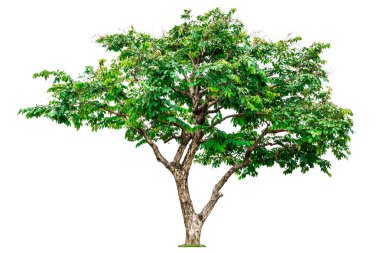 beyaz arkaplanda izole edilmiş yeşil ağaç.