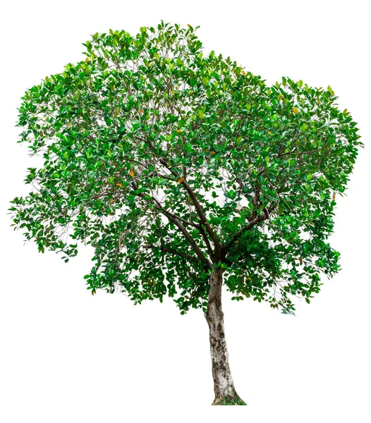 Árbol verde aislado sobre fondo blanco. — Foto de Stock