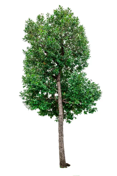 Grüner Baum isoliert auf weißem Hintergrund. — Stockfoto
