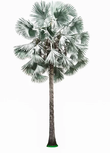 Palme isoliert auf weißem Hintergrund. — Stockfoto