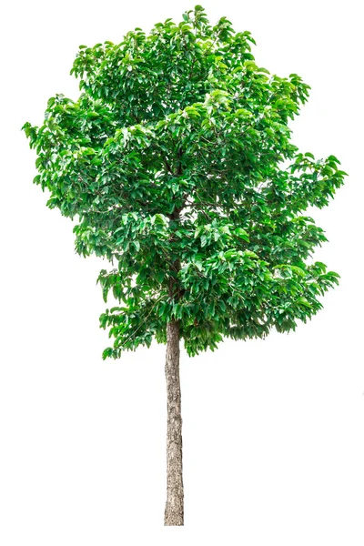 Πράσινο δέντρο απομονωμένο σε λευκό φόντο. — Φωτογραφία Αρχείου