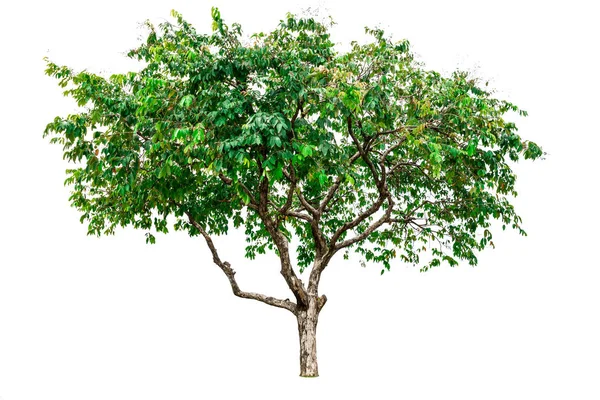 beyaz arkaplanda izole edilmiş yeşil ağaç.