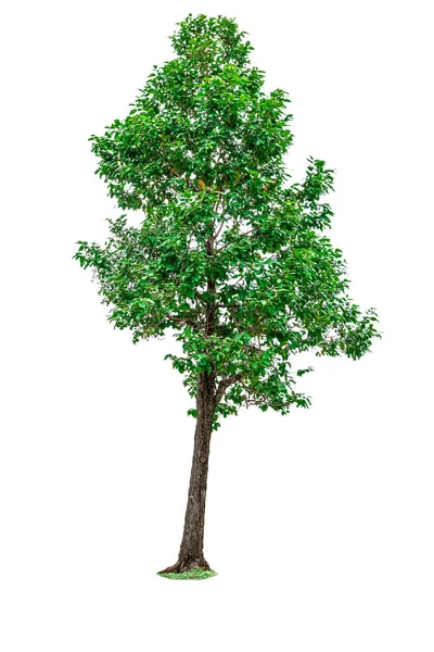 Grüner Baum isoliert auf weißem Hintergrund. — Stockfoto