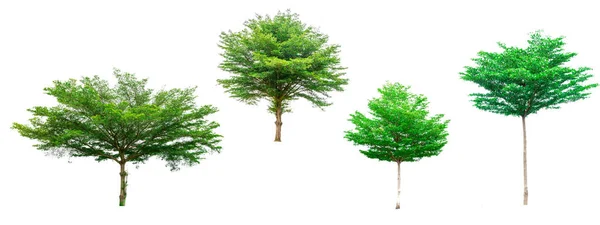 Zbiór zielonych drzew na białym tle na białym tle dla projektu architektonicznego lub ozdoba pracy. — Zdjęcie stockowe