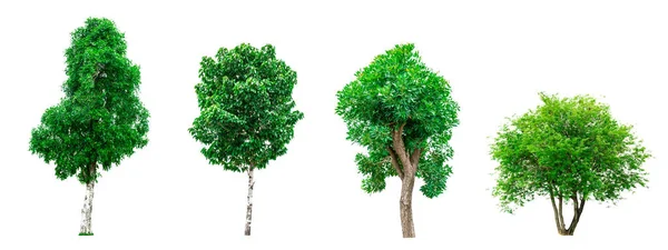 Sammlung grüner Bäume isoliert auf weißem Hintergrund für den Einsatz in architektonischer Gestaltung oder Dekoration. — Stockfoto