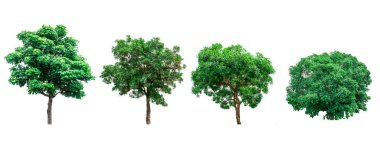 Yeşil ağaçlar mimari tasarım veya dekorasyon iş kullanmak üzere beyaz arka plan üzerinde izole topluluğu. 