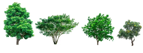 Collection of green trees isolated on white background for use in architectural design or decoration work. — Stock Photo, Image