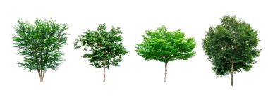 Yeşil ağaçlar mimari tasarım veya dekorasyon iş kullanmak üzere beyaz arka plan üzerinde izole topluluğu. 