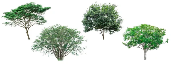 Zbiór zielonych drzew na białym tle. — Zdjęcie stockowe
